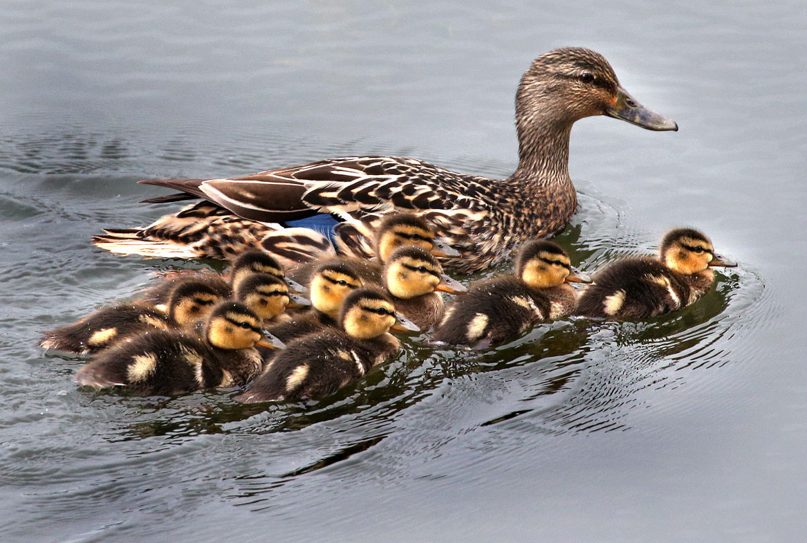 Wildlife in the La Crosse River marsh